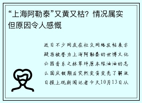 “上海阿勒泰”又黄又枯?情况属实但原因令人感慨